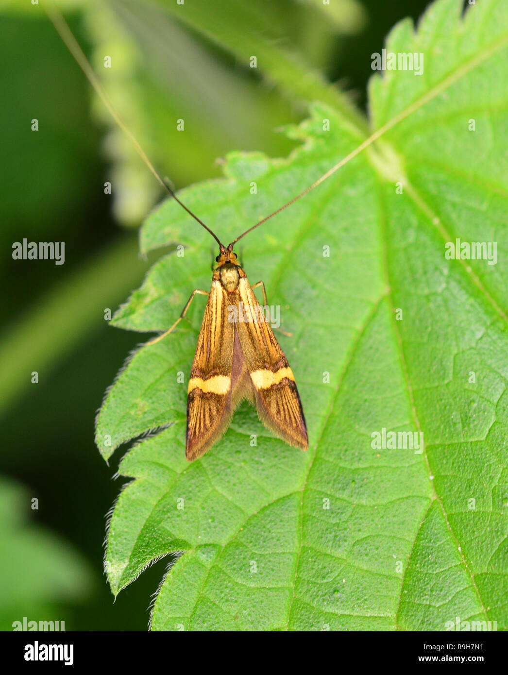 Yellow-Barred Longhorn Moth Nemophora Degeerella Foto Stock