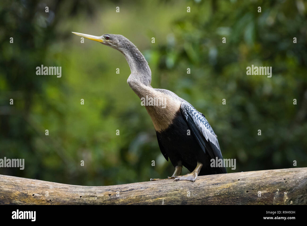 Anhinga (Anhinga anhinga) femmina appollaiato sulla struttura ad albero. Puerto Viejo fiume. Heredia provincia. Costa Rica. Foto Stock