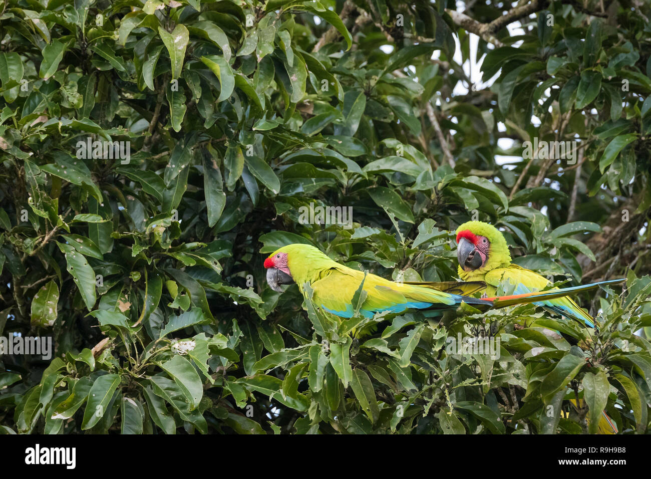 Grande Green Macaw (Ara ambiguus), due alimentare nella struttura ad albero. Provincia di Alajuela. Costa Rica. Foto Stock