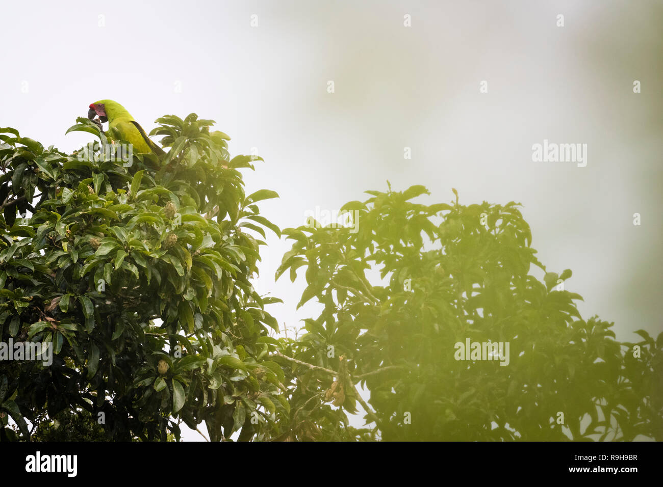 Grande Green Macaw (Ara ambiguus) alimentazione nella struttura ad albero. Provincia di Alajuela. Costa Rica. Foto Stock
