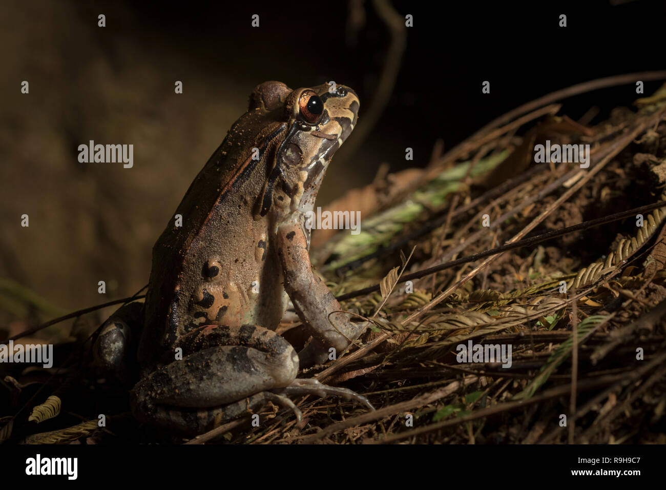 Savage sottile-toed Frog (Leptodactylus savagei) sul terreno. La Selva la Stazione biologica. Costa Rica. Foto Stock