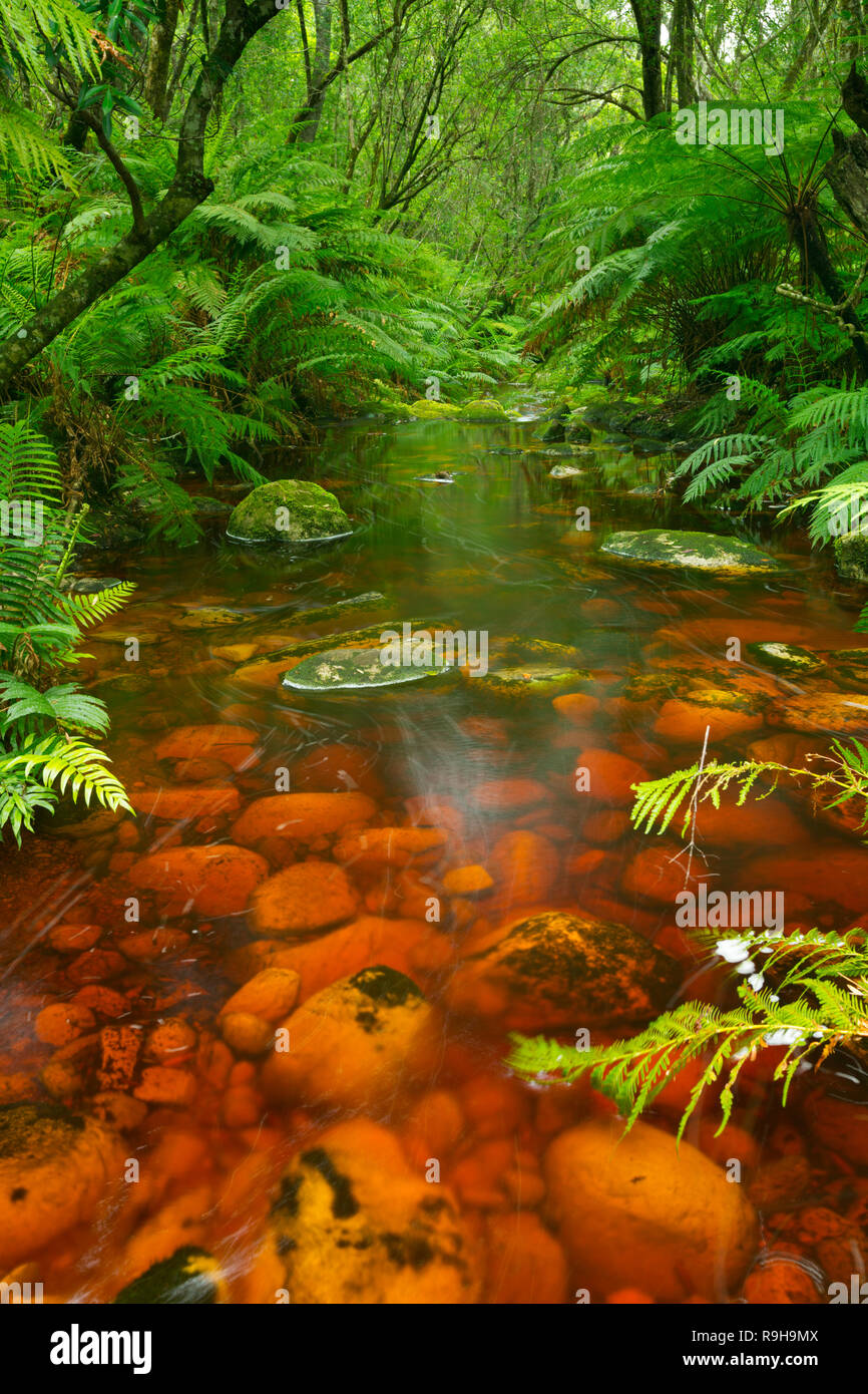 Red River attraverso lussureggianti foreste pluviali temperate al Garden Route National Park in Sud Africa. Foto Stock