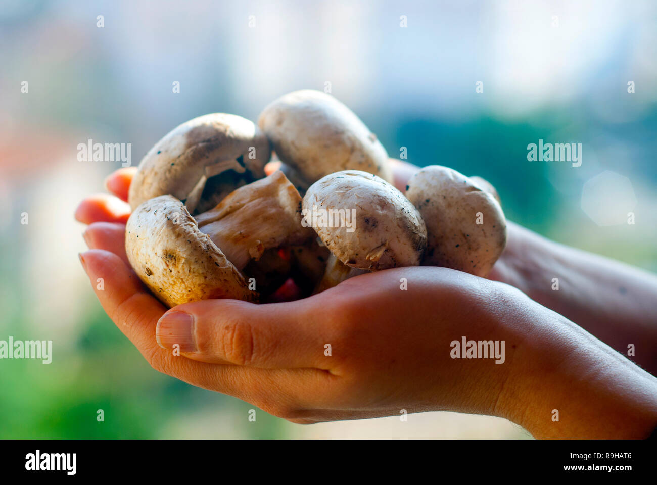 Organici di funghi freschi nelle mani contro sfondo sfocato. Foto Stock