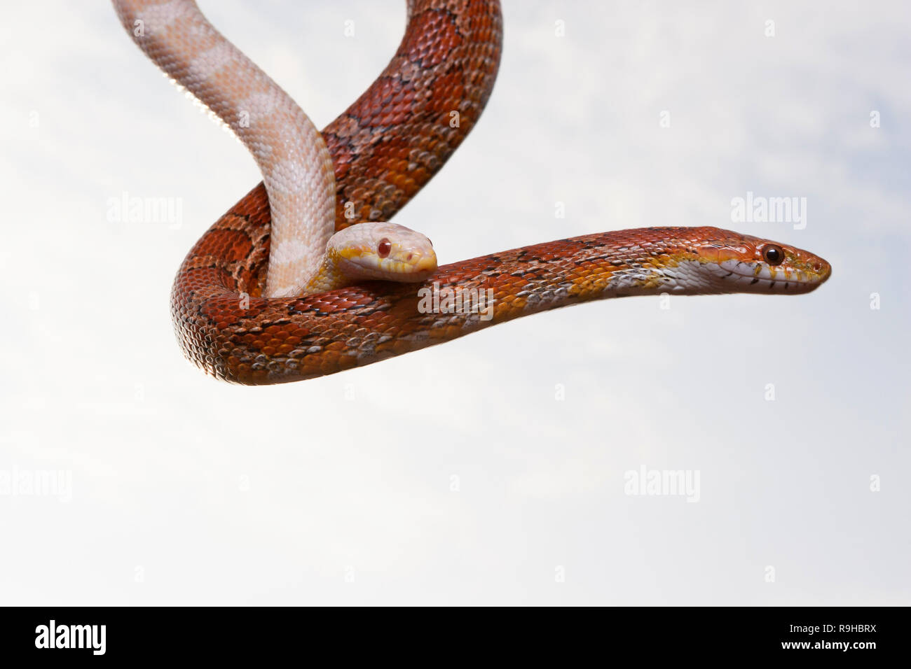 Due serpenti di mais (Pantherophis guttatus) su uno sfondo con cielo Foto Stock