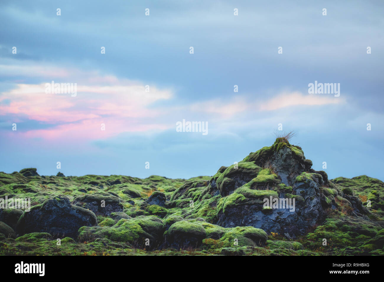 I campi di muschio Islanda Foto Stock