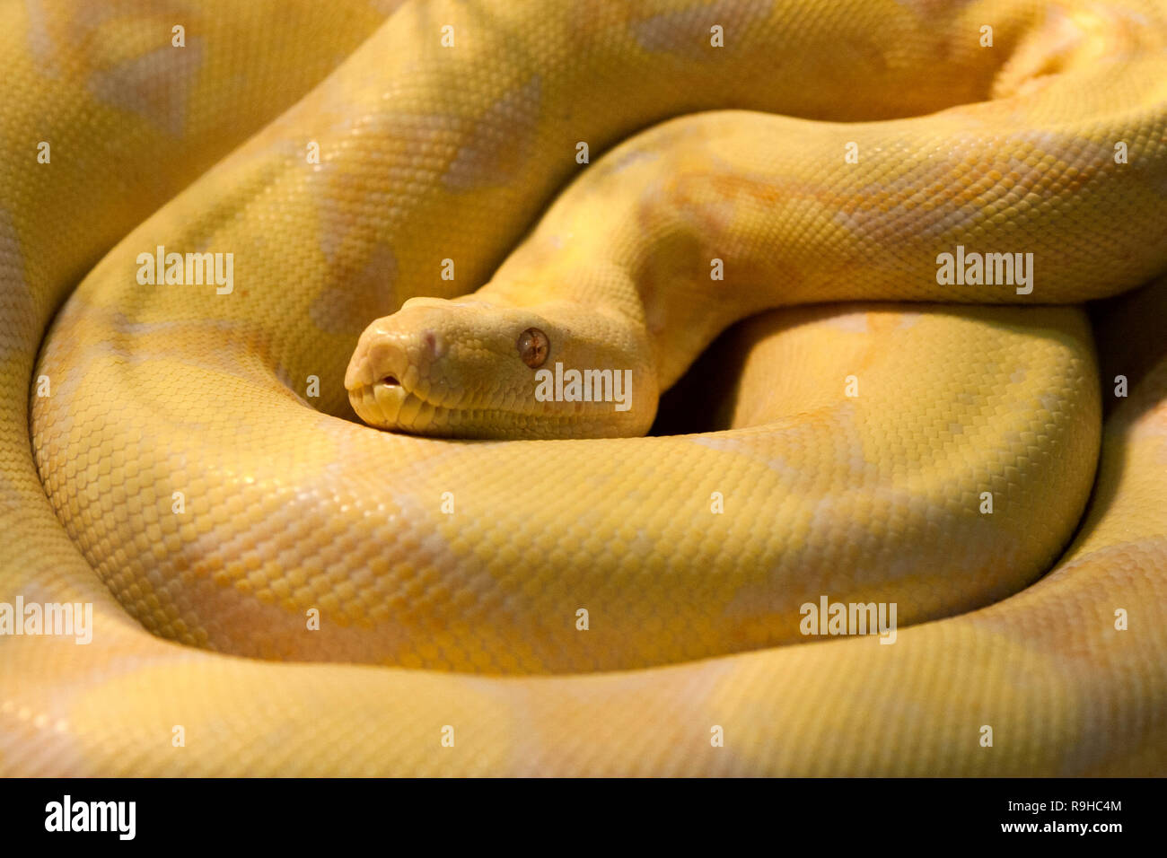 Un python birmano amelanistico a spirale (Python bivittatus) Foto Stock