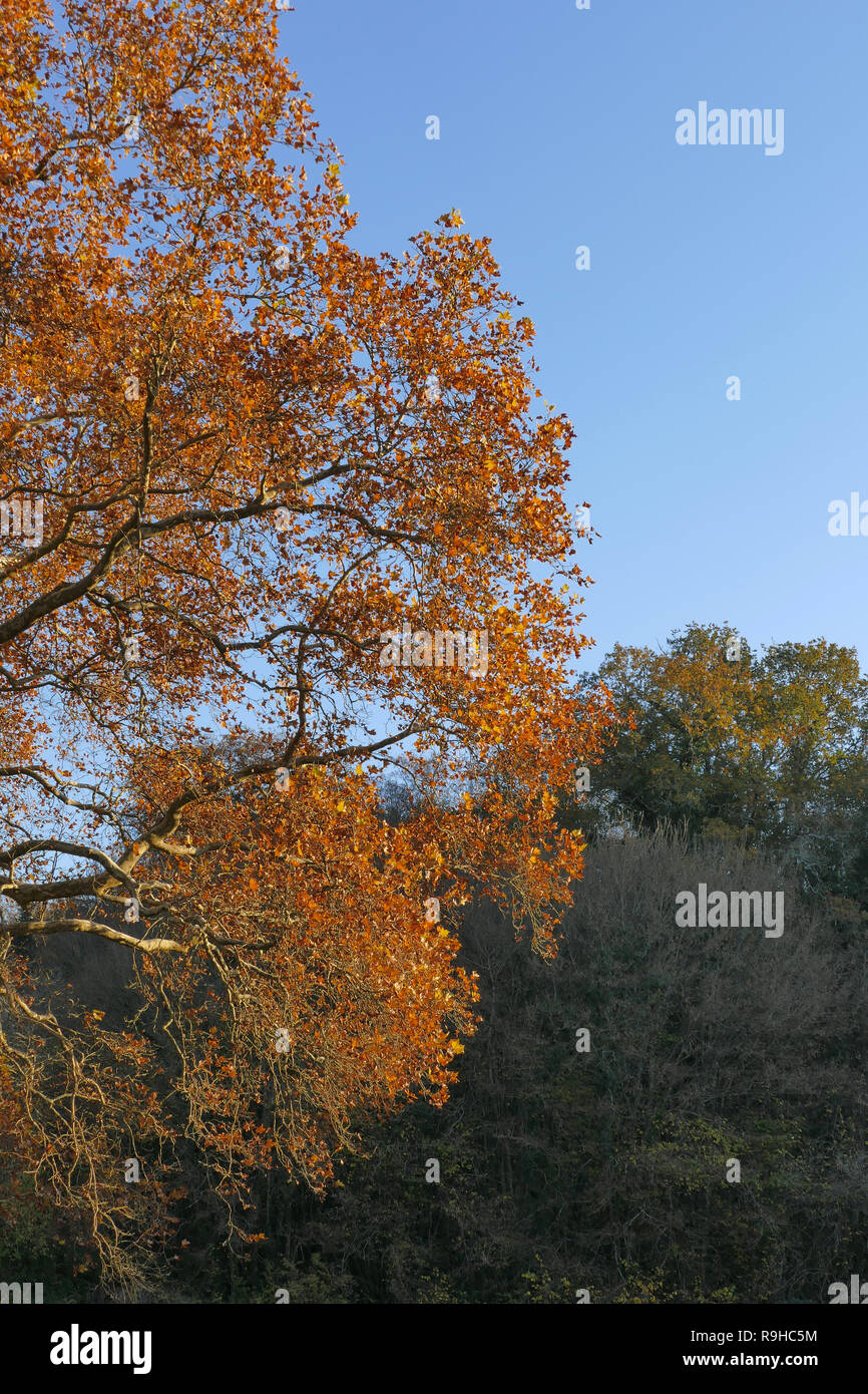 A ventaglio di fogliame di autunno Foto Stock