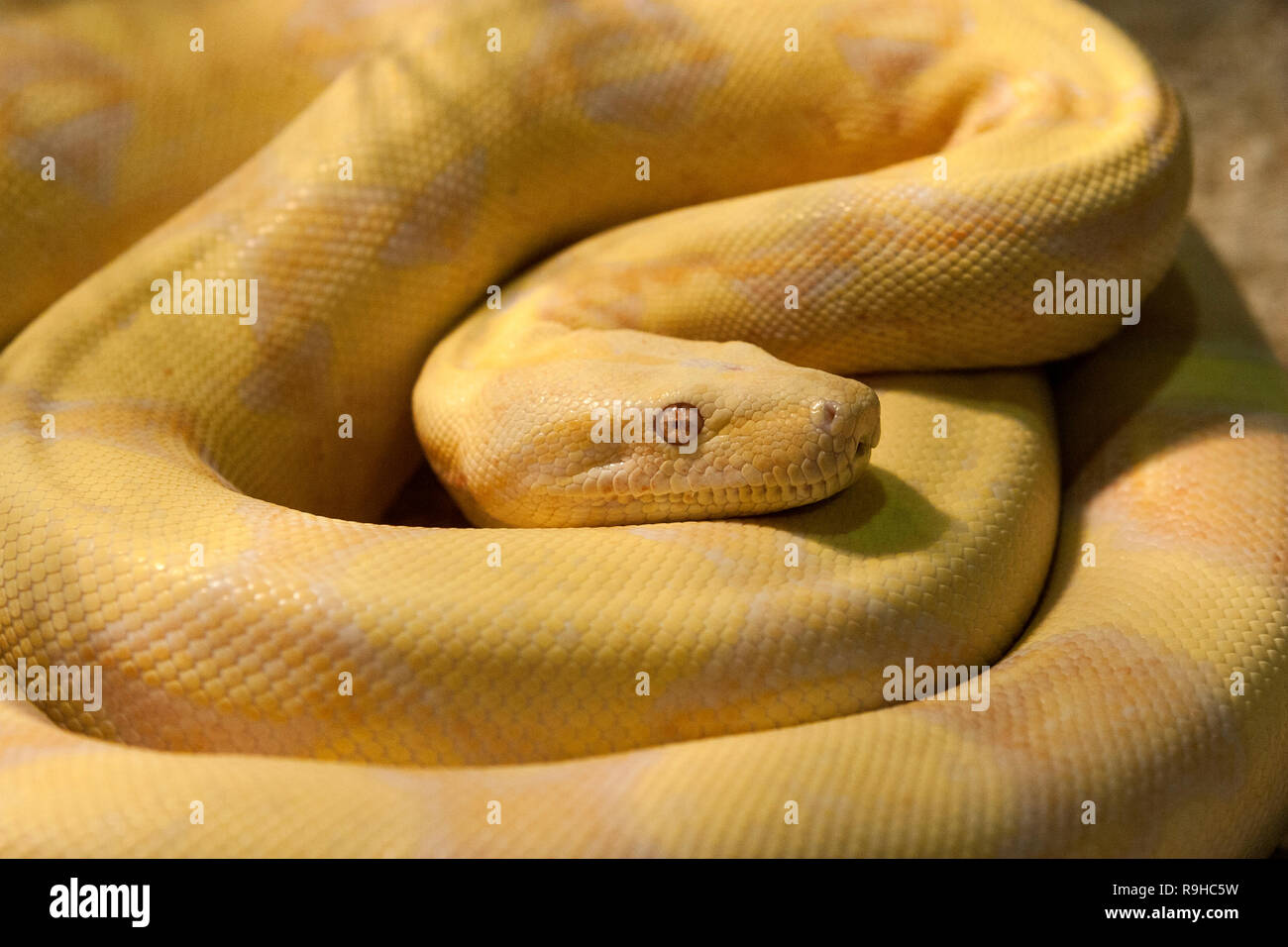 Un python birmano amelanistico a spirale (Python bivittatus) Foto Stock