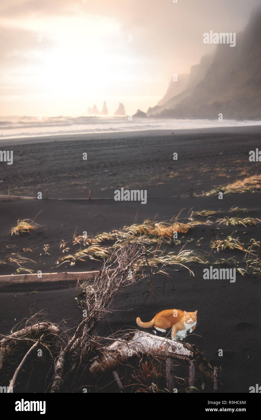 Orange cat Garfield reale riproduzione di spiaggia di sabbia nera di Vik Reynisfjara Foto Stock