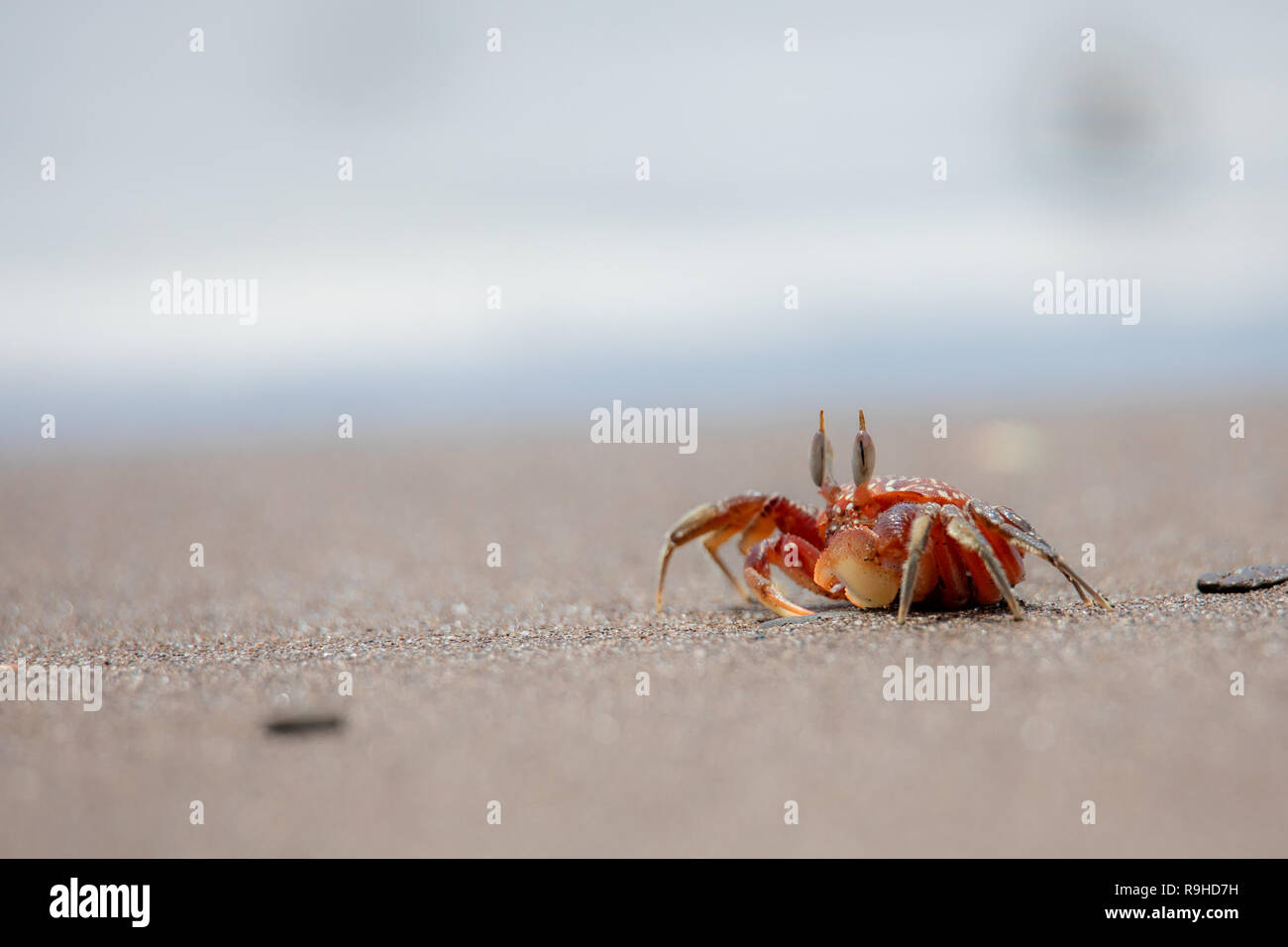Red ghost crab cangrejo fantasma rojo Isla de la Plata Ecuador Foto Stock