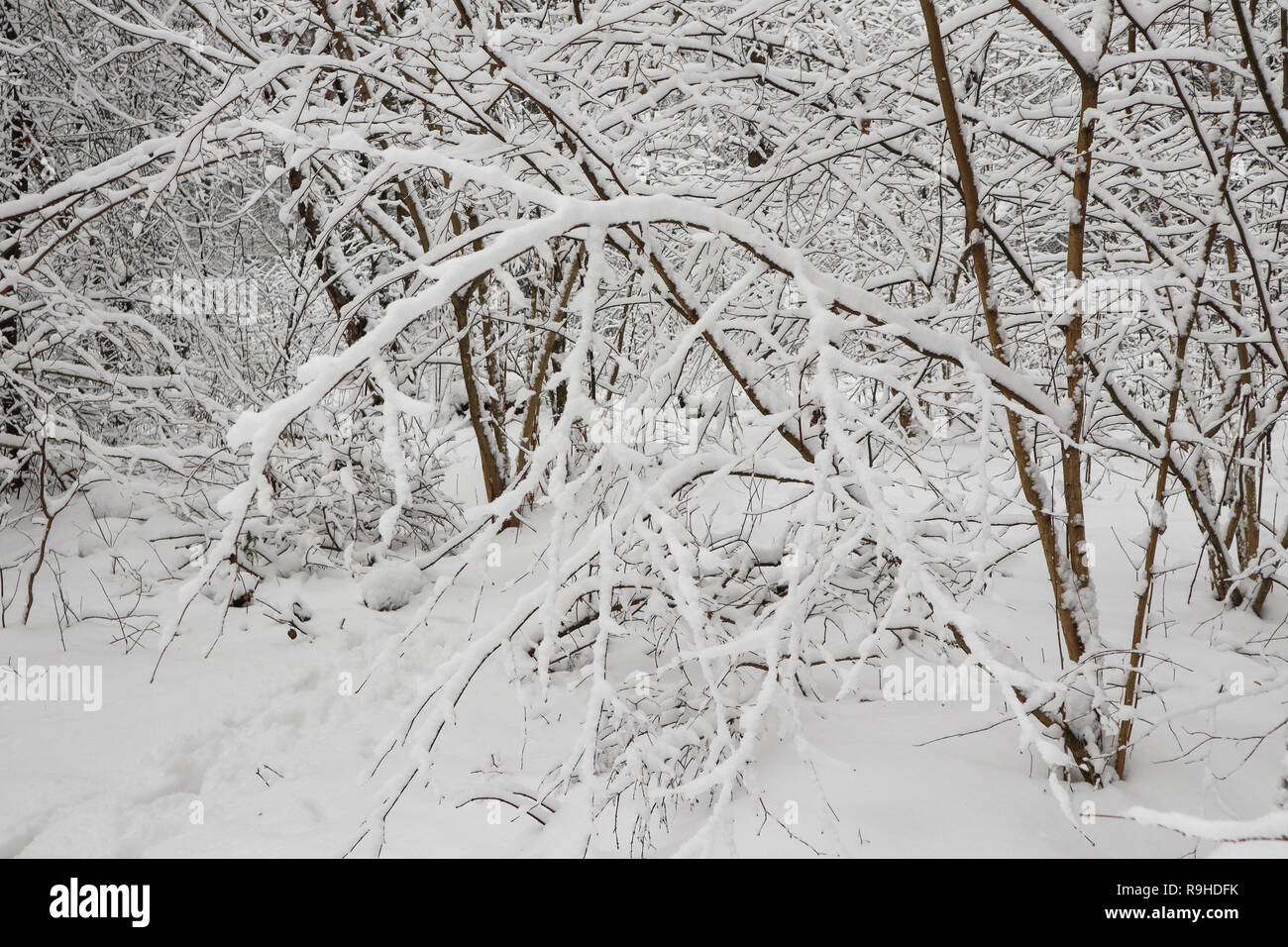 Molti rametti sottili coperte con soffici bianco della neve. Inverno bellissimi boschi innevati Foto Stock