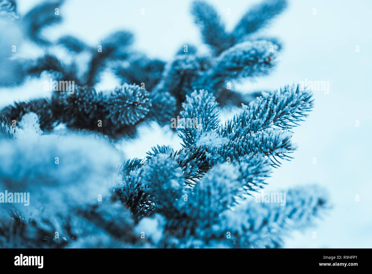 Congelati in abete brina nel pomeriggio d'inverno. Foto Stock