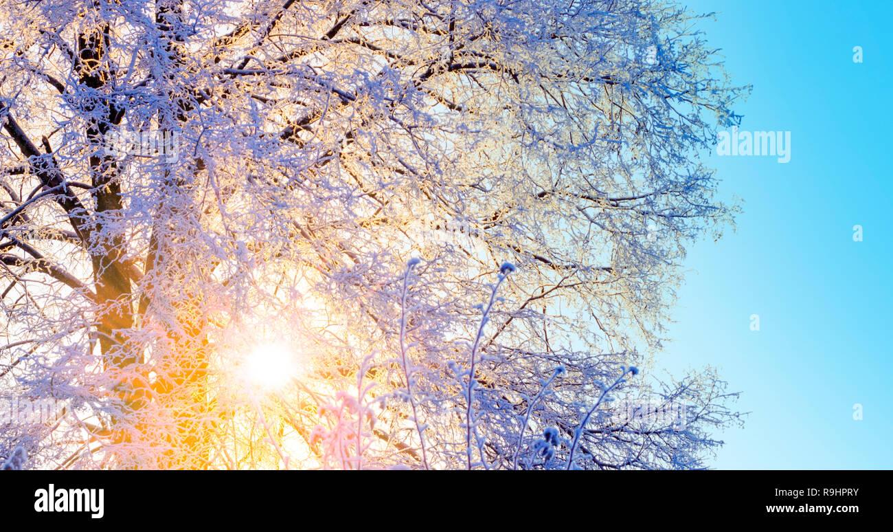 Rami di alberi coperti di neve in raggi solari Foto Stock