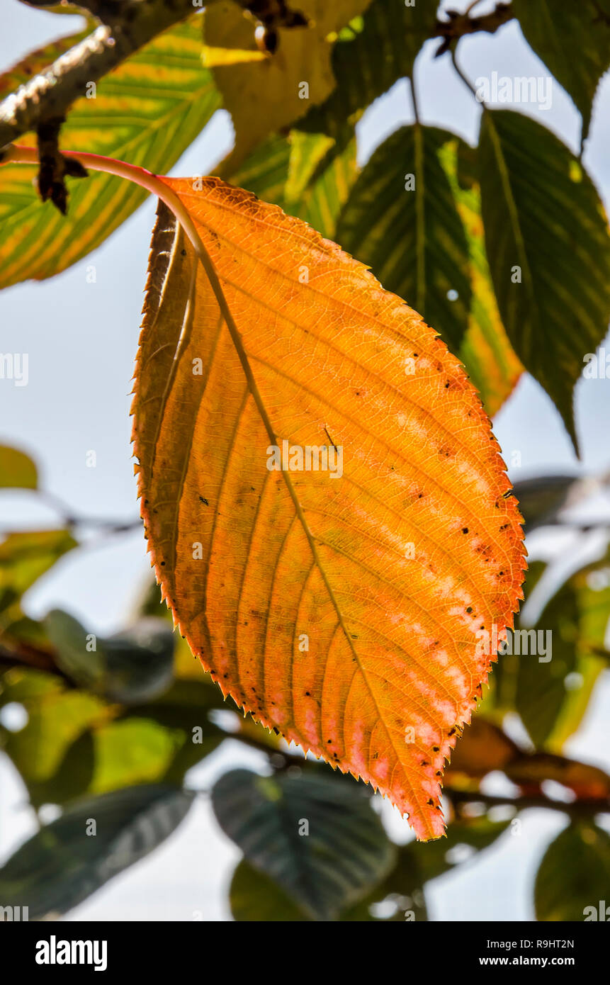 Marrone rossiccio e foglia di un olmo in autunno Foto Stock