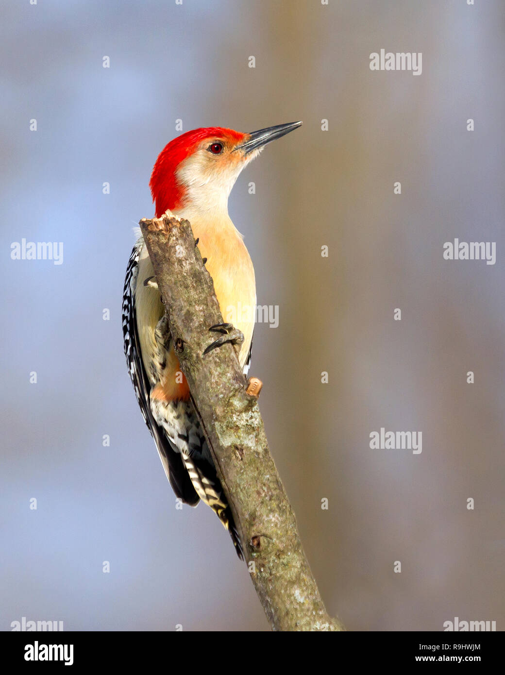 Rosso-panciuto sono molto timido dove vivo io. Ho dovuto nascondere in camo di far loro ottenere abbastanza vicino a fotografare. Essi sono un uccello colorato e divertente da guardare. Foto Stock