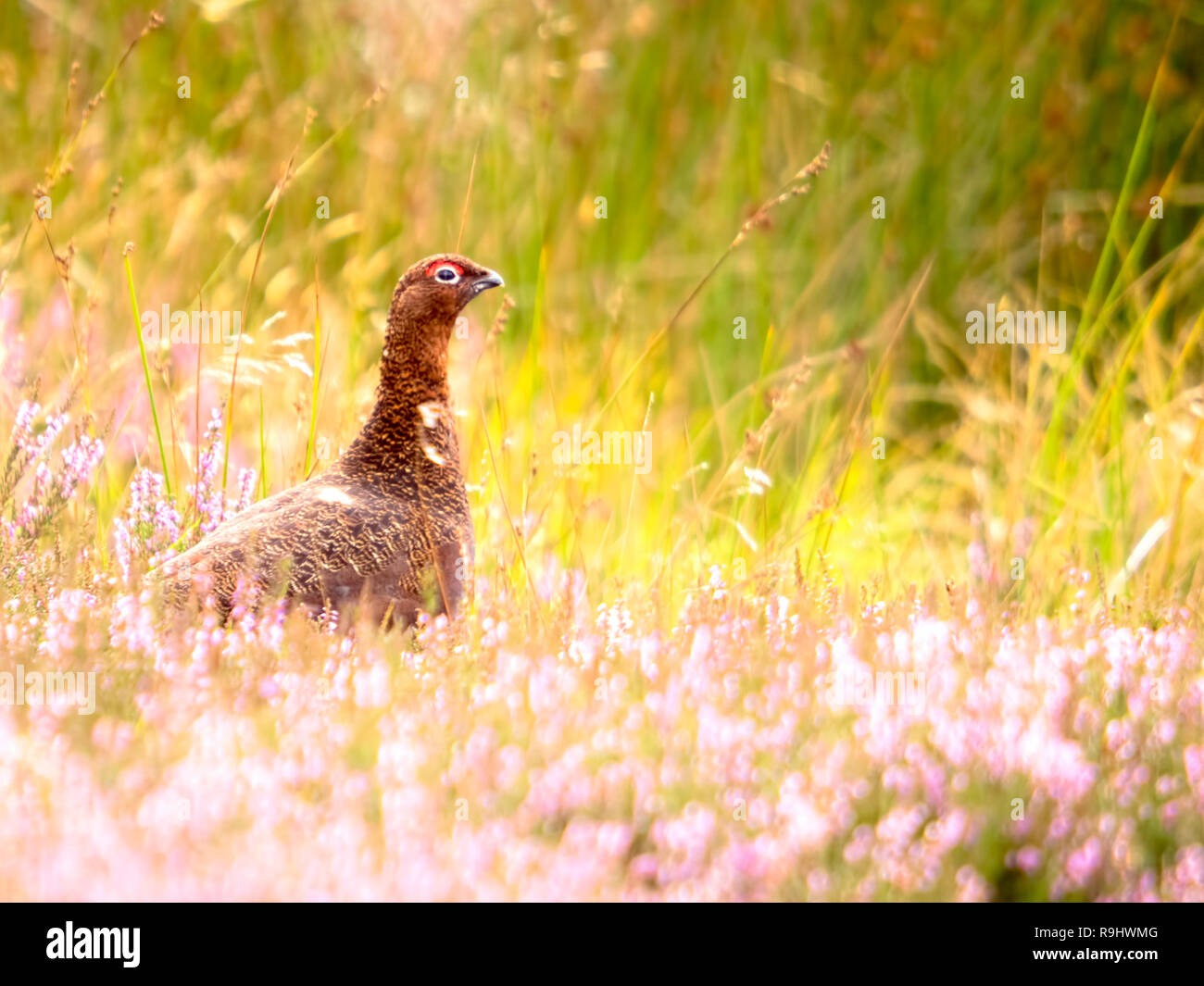 Un Red Grouse (Lagopus lagopus) immerso nella luce del sole tra l'erica (Calluna vulgaris) da Farndale Moor in North Yorkshire Moors Foto Stock