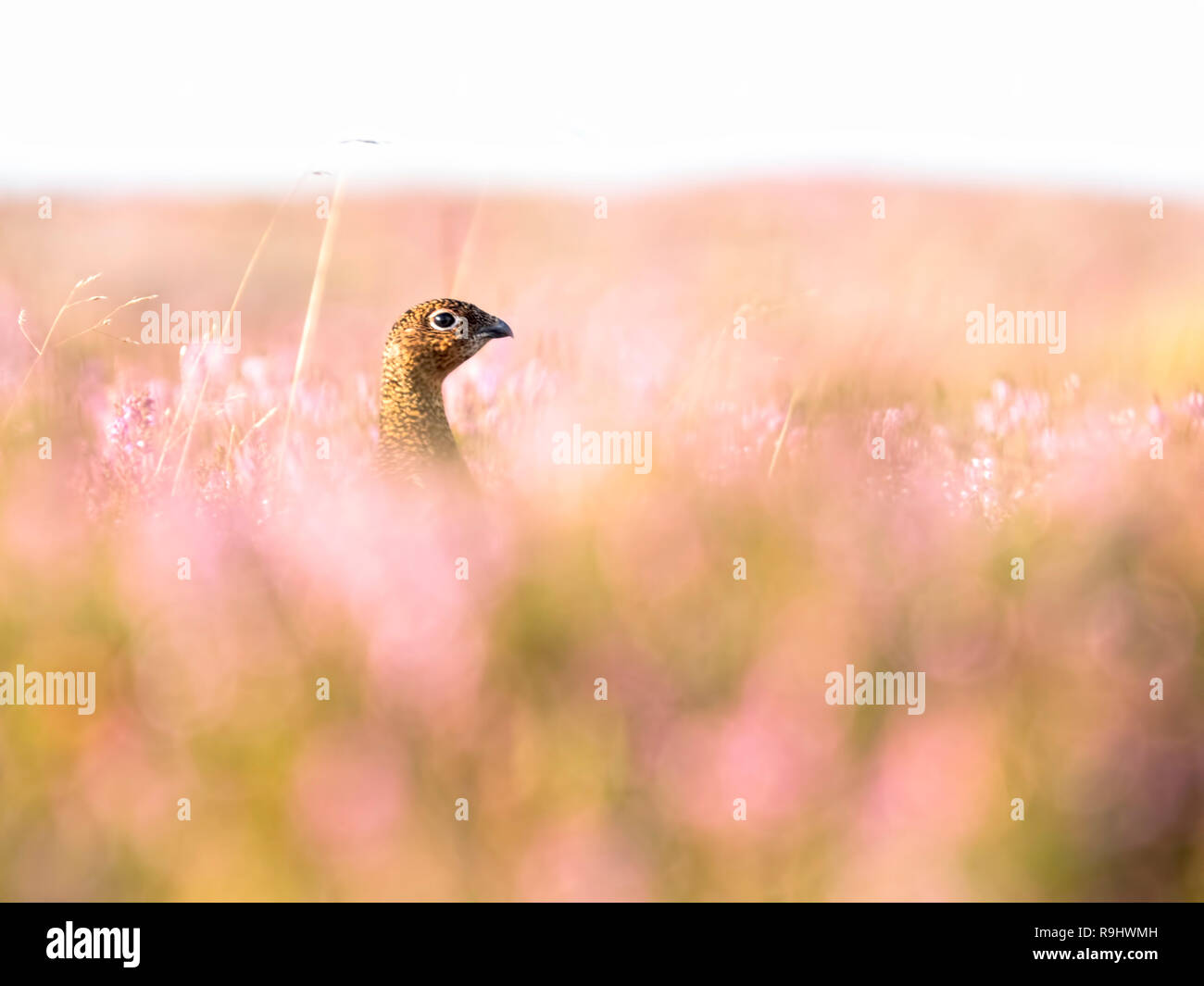 Occhio per occhio con una Red Grouse (Lagopus lagopus) tra la fioritura heather (Calluna vulgaris) da Farndale Moor nel North Yorkshire Moors Foto Stock