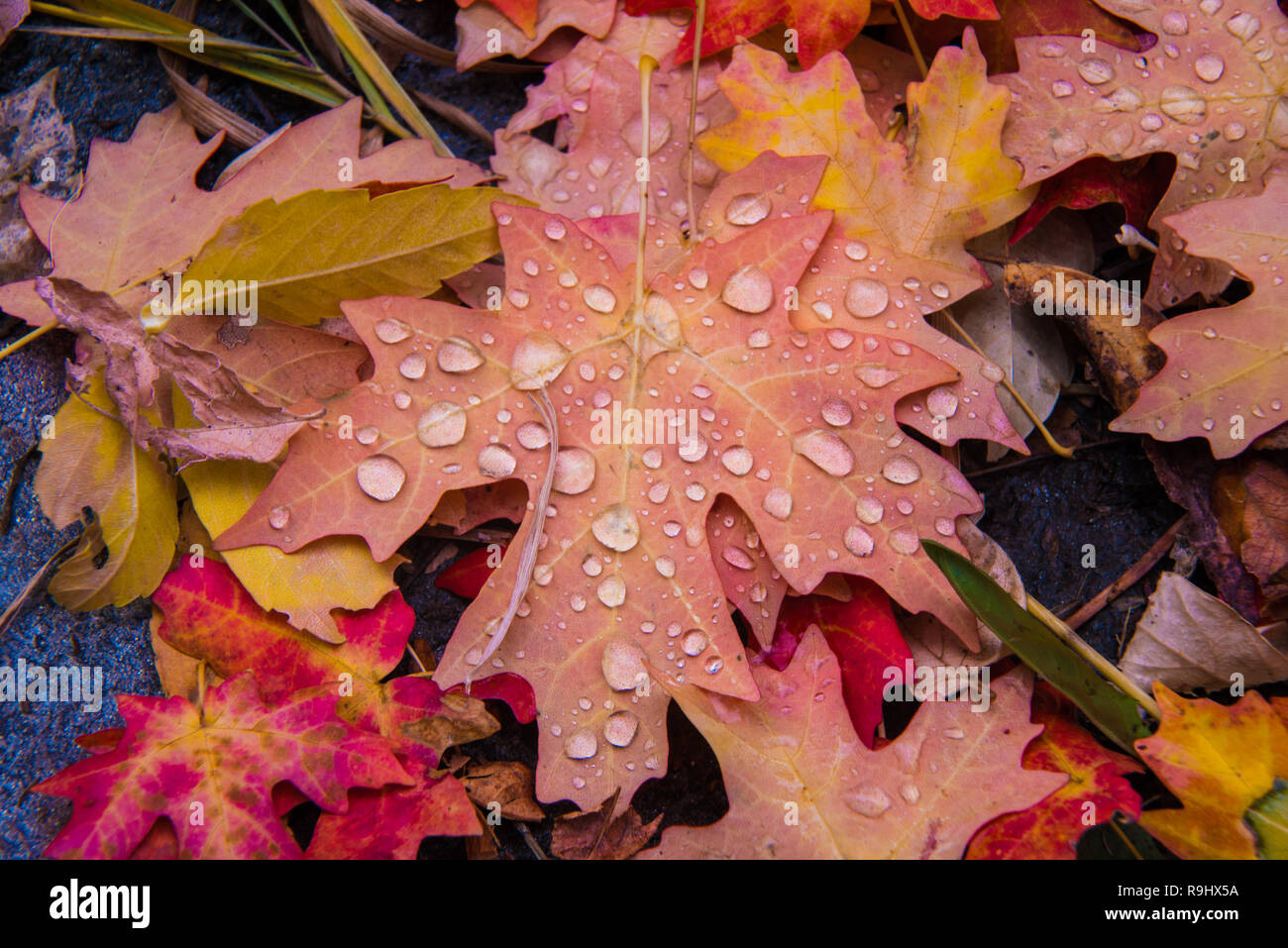 Autunno intricati disegni e colori su un piano del canyon. Foto Stock