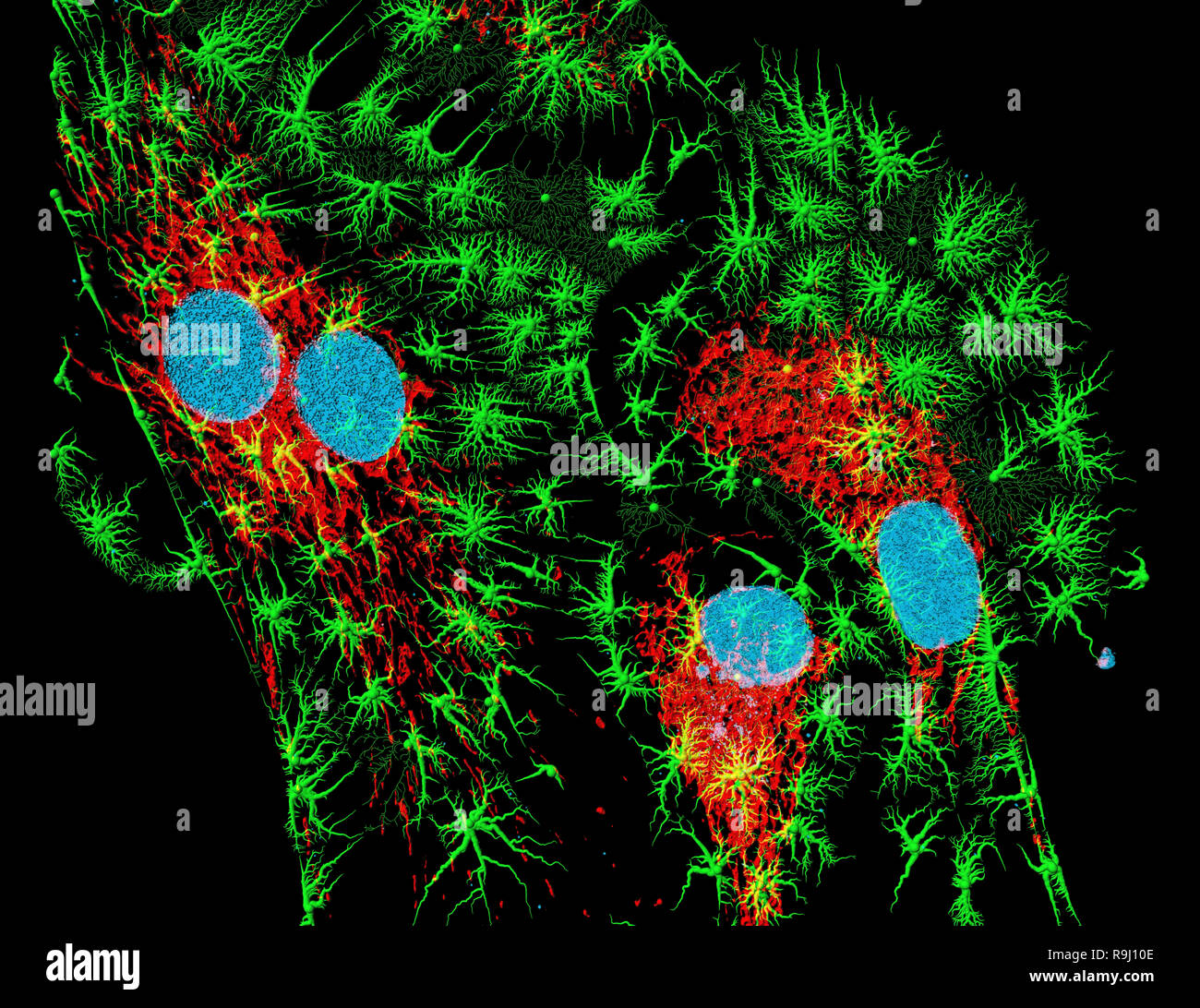 Microfilamenti, nuclei, e mitocondri in fibroblasti Foto Stock
