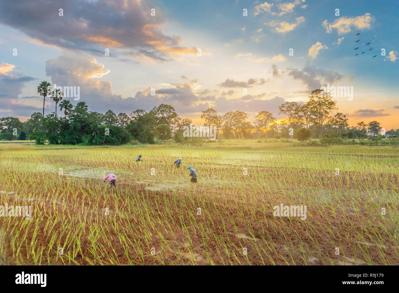 Abstract silhouette al tramonto con l'agricoltore pratiche, antico metodo plantation, verde risone campo, bellissimo cielo cloud in thailandia.dall'essere Foto Stock