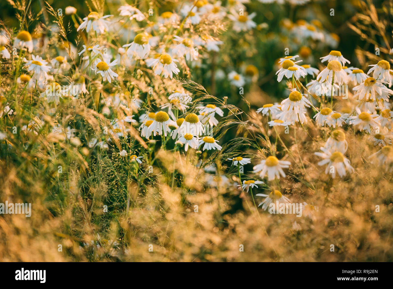 Fioritura di fiori selvatici Matricaria Chamomilla o matricaria recutita o camomilla. Comunemente noto come Camomilla Italiano, Tedesco camomilla, Ungherese Cham Foto Stock