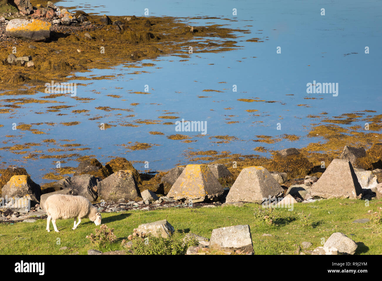 Paesaggio di Mavis Grint, Isole Shetland Foto Stock