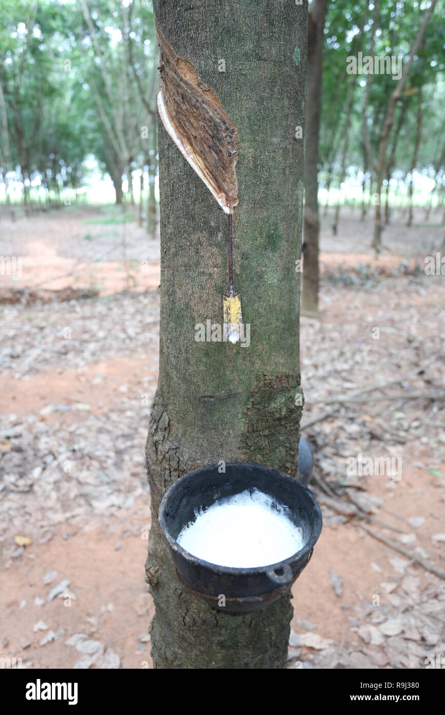 Il lattice in nero a tazza di gomma di piantagione di alberi in Khon Kaen provincia in Thailandia. Foto Stock