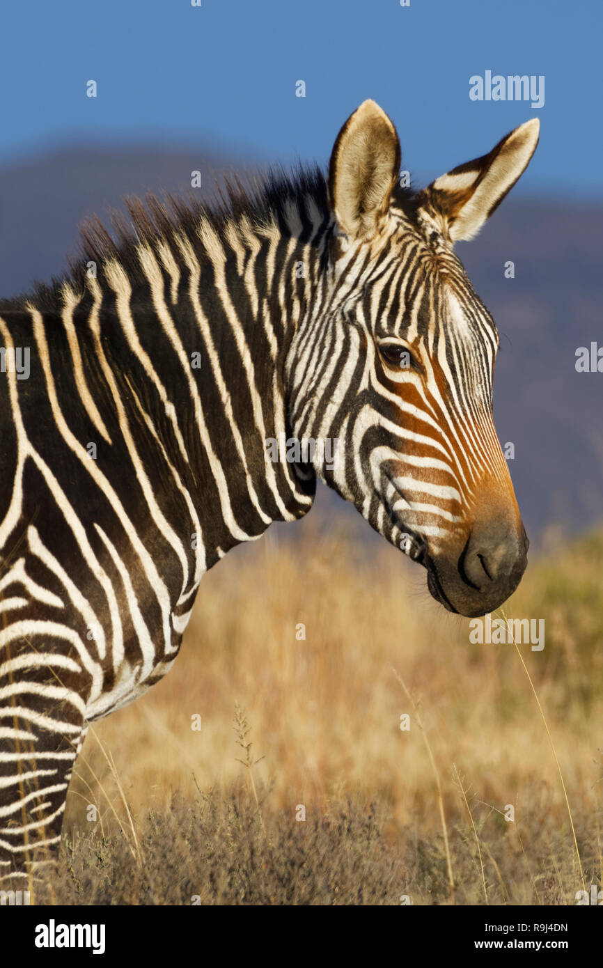 Cape mountain zebra (Equus zebra zebra), adulto in piedi in un terreno erboso aperto, animale ritratto, Mountain Zebra National Park, Capo orientale, Sud Africa, Foto Stock