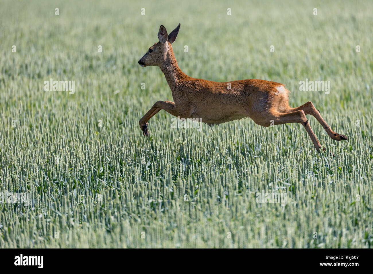 Capriolo; Capreolus capreolus in esecuzione singola REGNO UNITO Foto Stock