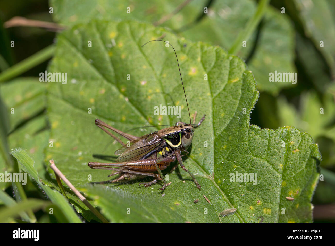 Roesel's Bush Cricket; Metrioptera roeselii singola foglia in Cumbria, Regno Unito Foto Stock
