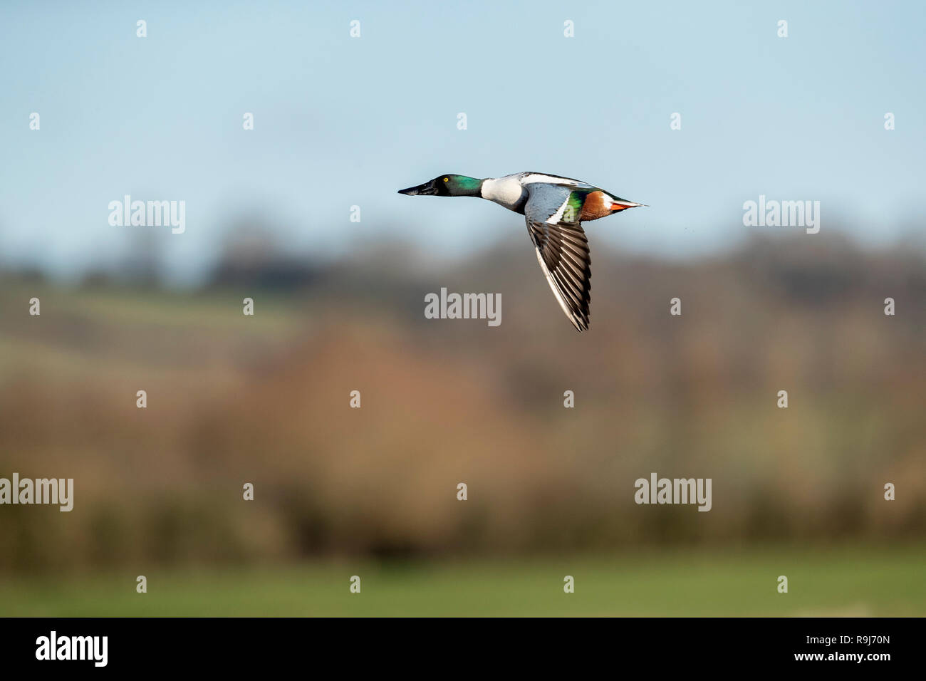 Mestolone; Anas clypeata maschio singolo in volo Somerset, Regno Unito Foto Stock