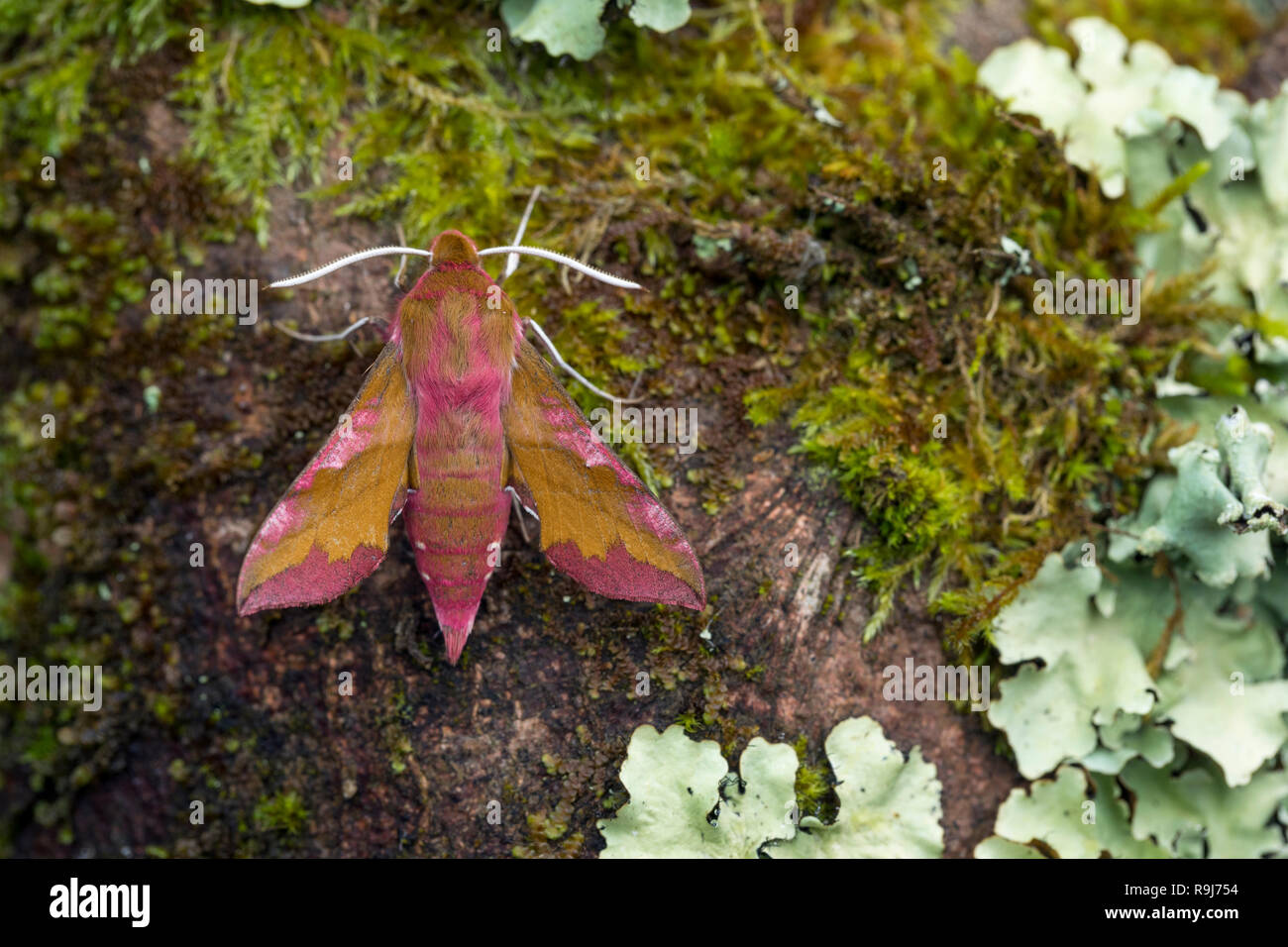 Piccolo Elephant Hawkmoth; Deilephila elpenor Cornwall, Regno Unito Foto Stock