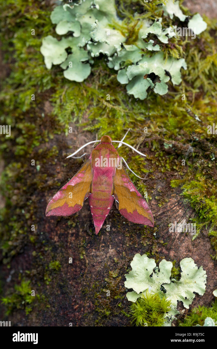 Piccolo Elephant Hawkmoth; Deilephila elpenor Cornwall, Regno Unito Foto Stock