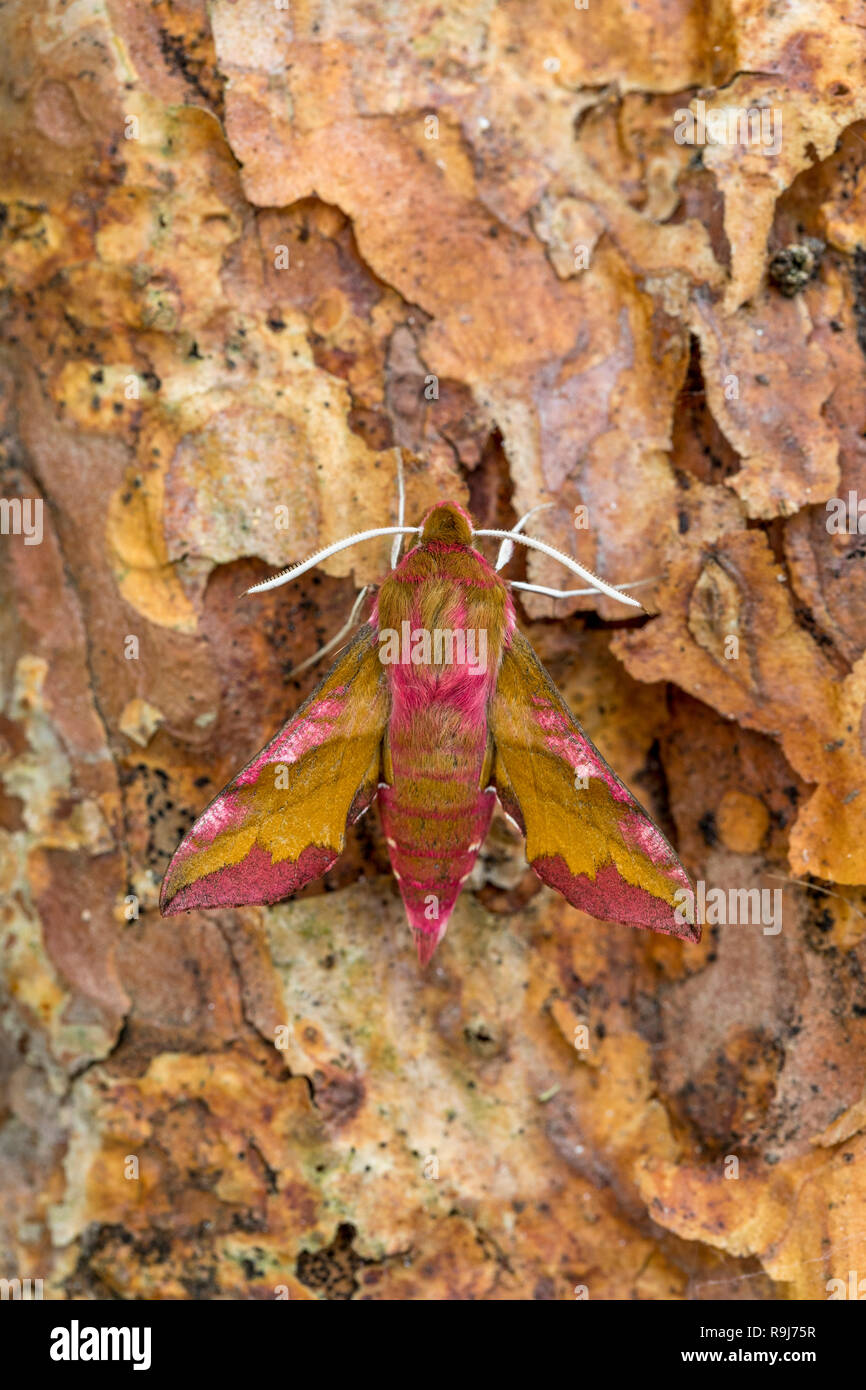 Piccolo Elephant Hawkmoth; Deilephila elpenor singolo sulla corteccia Cornwall, Regno Unito Foto Stock