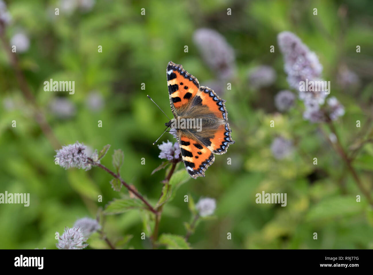 Piccola Tartaruga Butterfly; Aglais urticae singolo il fiore di menta Cornwall, Regno Unito Foto Stock