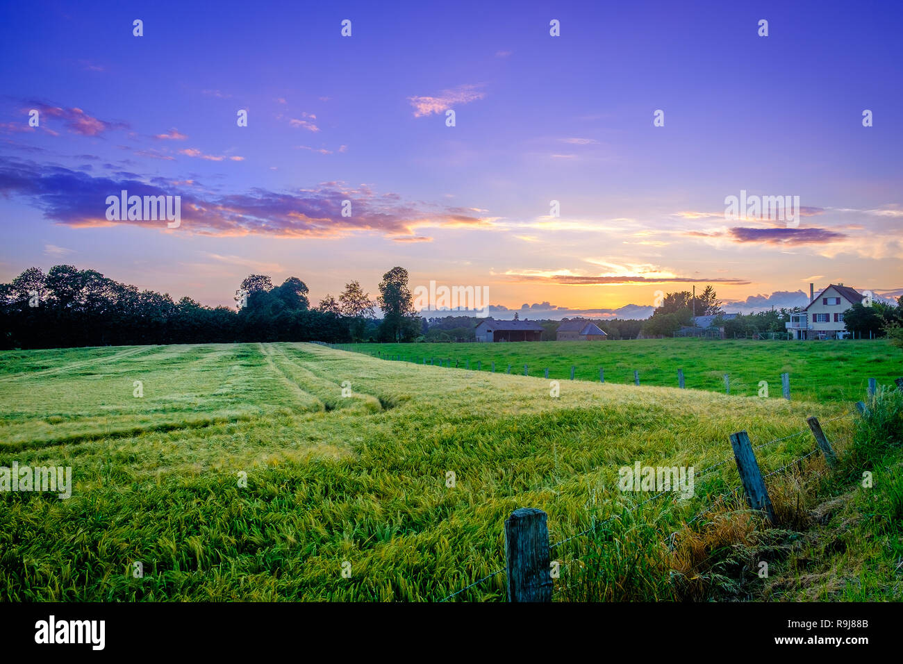 Campo di segale in Orne campagna tra il tramonto e il blu ora in estate, Normandia Francia Foto Stock
