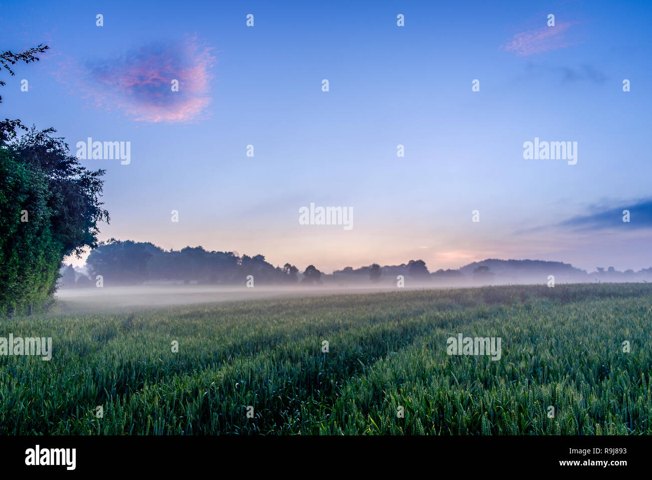 Tra il tramonto e il blu ora su un campo di segale in Orne campagna in una serata di nebbia, Normandia Francia Foto Stock