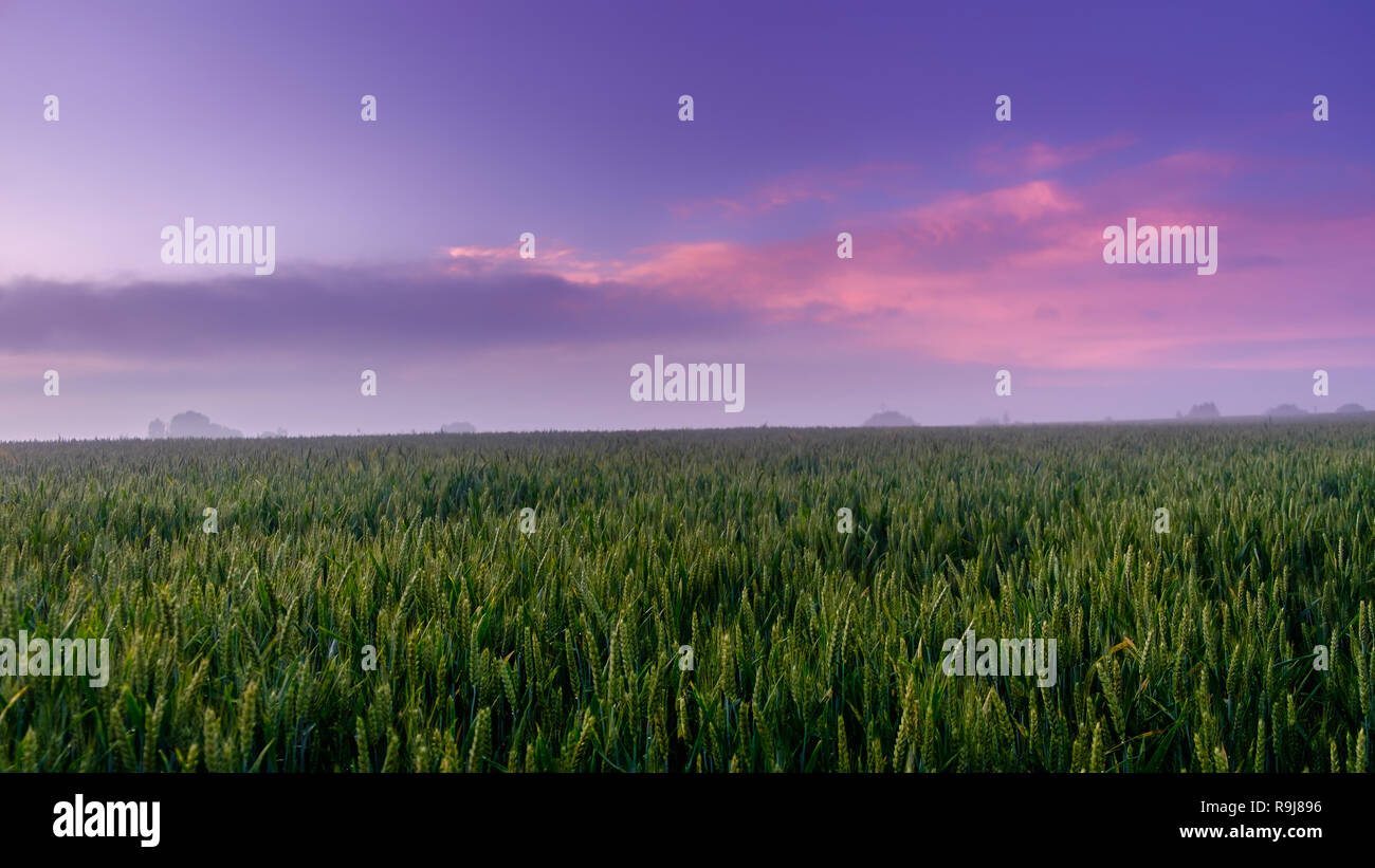 Tra il tramonto e il blu ora su un campo di segale in Orne campagna su una leggera nebbia sera, Normandia Francia Foto Stock