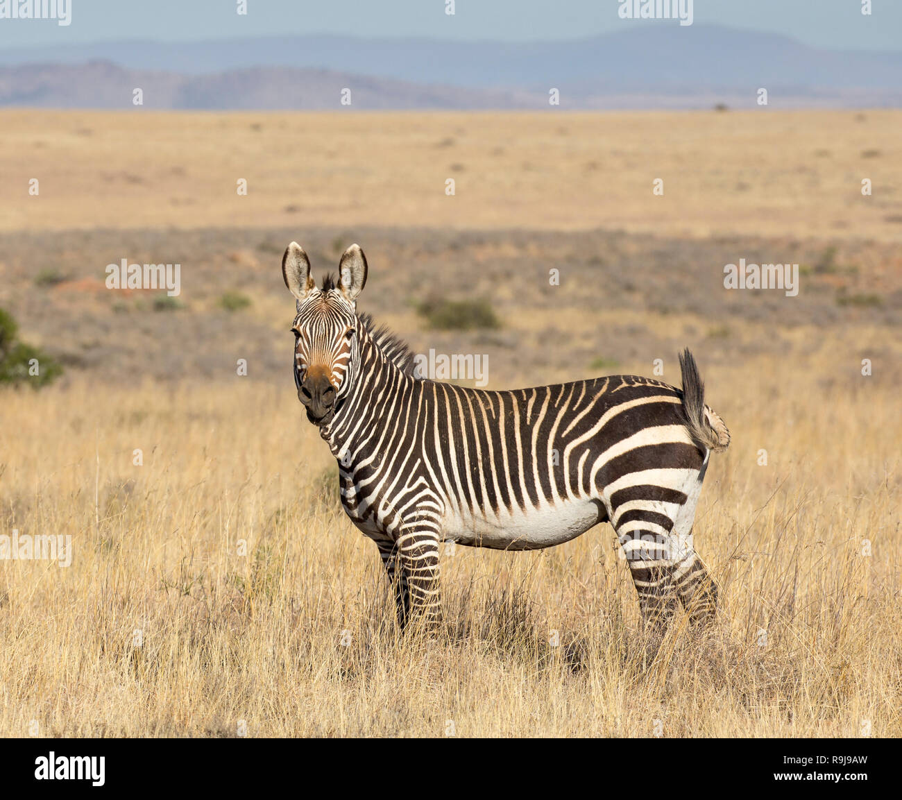 Una montagna zebra, guardando nella telecamera, in piedi lateralmente con la sua coda verso l'alto. Posizione: Mountain Zebra national park, Sud Africa Foto Stock