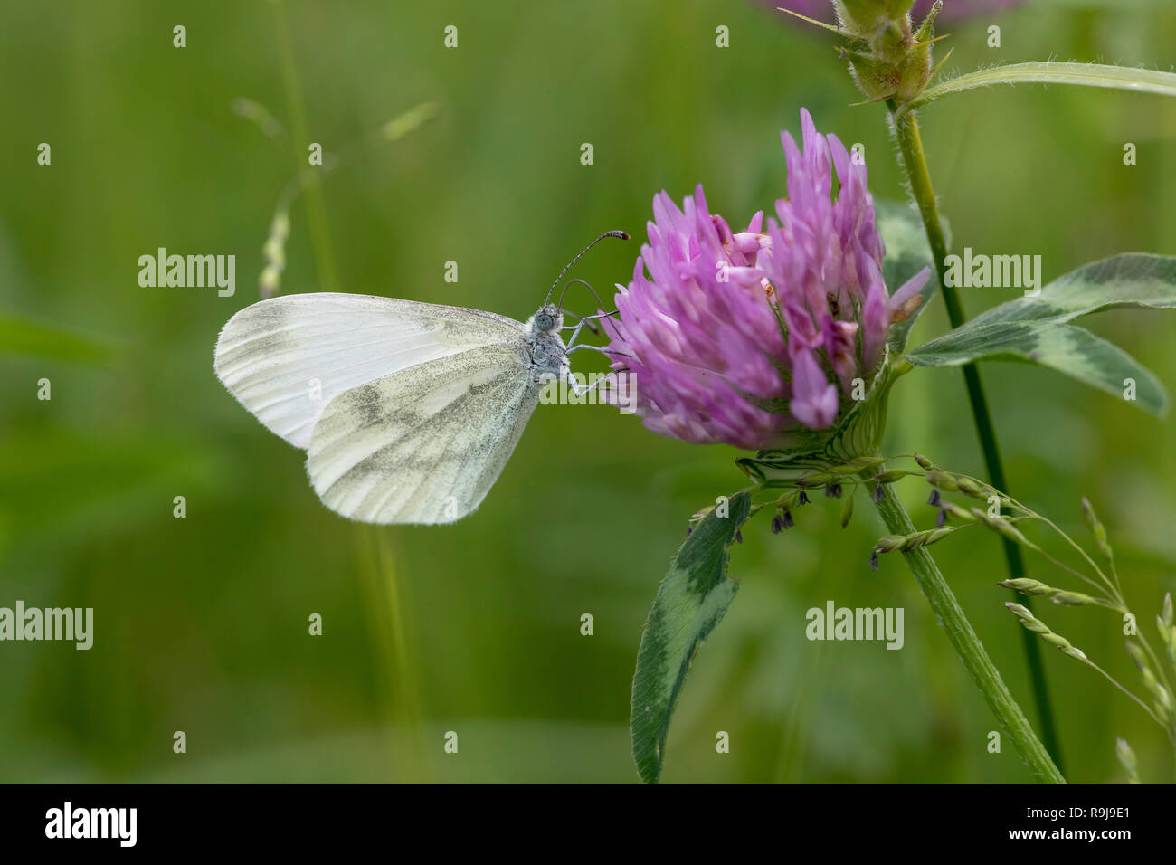 Legno bianco; Leptidea sinapis singolo su trifoglio - Ungheria Foto Stock