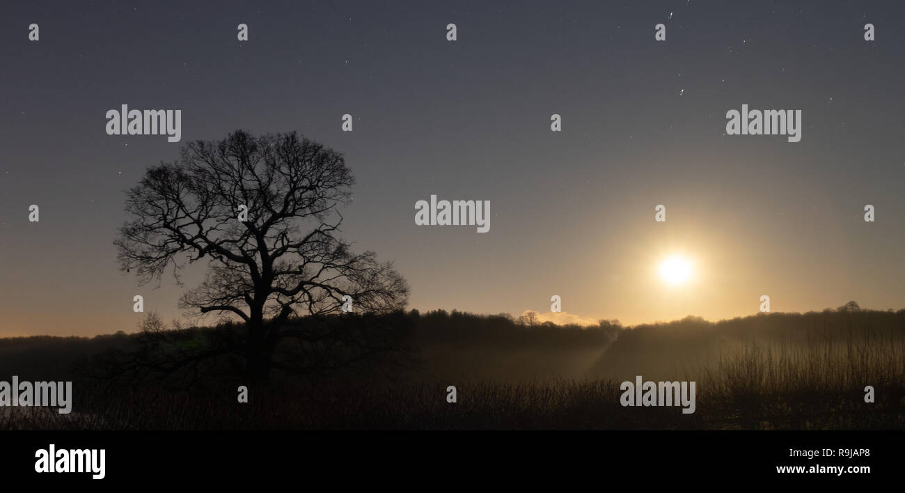 Luce lunare lunga esposizione paesaggio con orizzonte e stagliano tree(S) Foto Stock