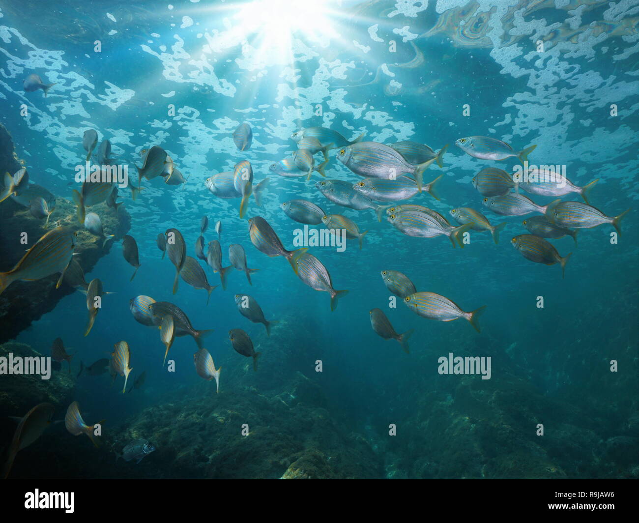 Scuola di subacquea di pesce con la luce del sole al di sotto della superficie dell'acqua nel Mediterraneo (Sarpa salpa pesci), Javea Alicante, Valencia, Spagna Foto Stock