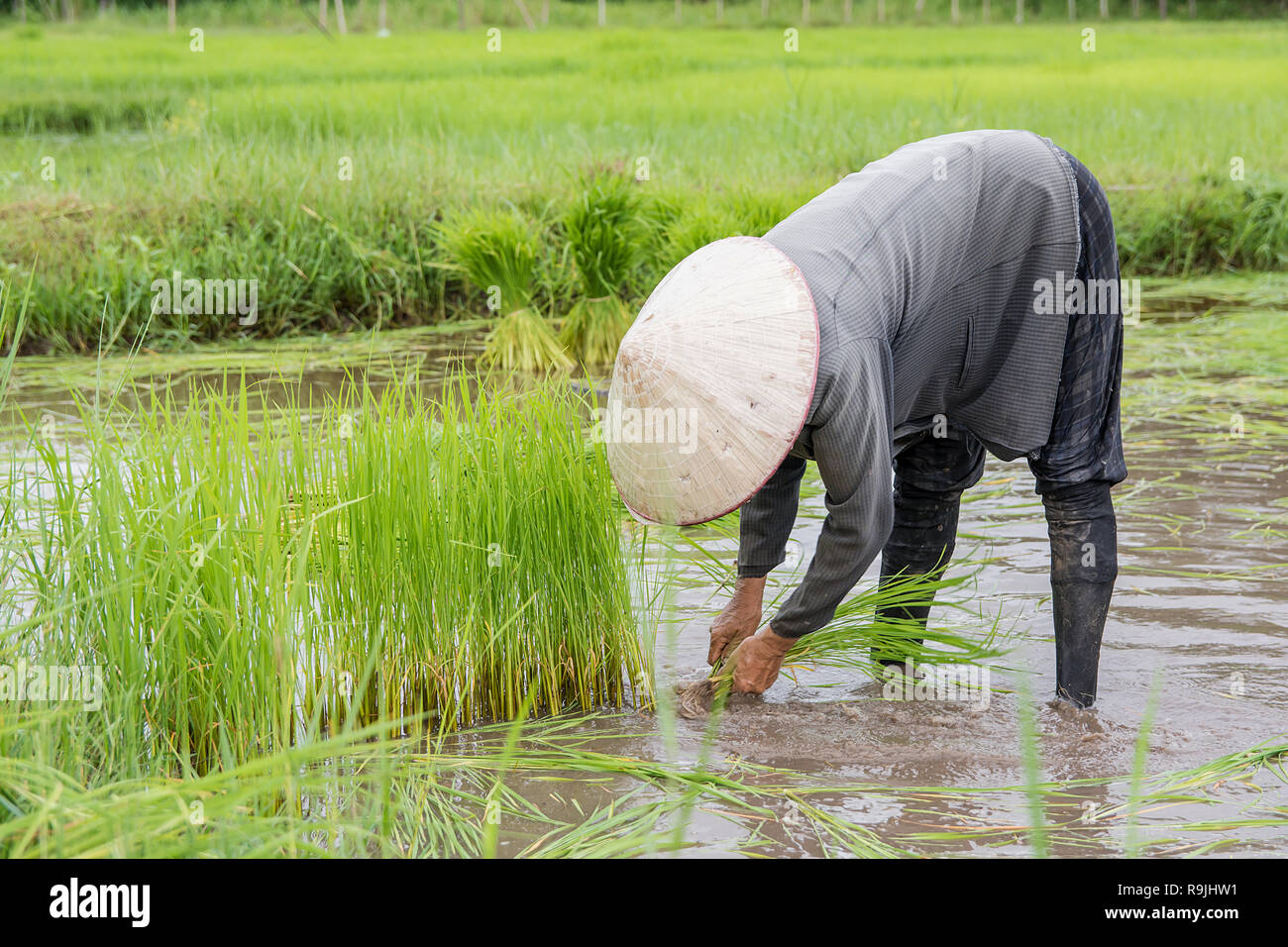 Asia gli agricoltori si sono ritirate le pianticelle di riso. piantagione del riso stagione essere preparati per la semina. Foto Stock