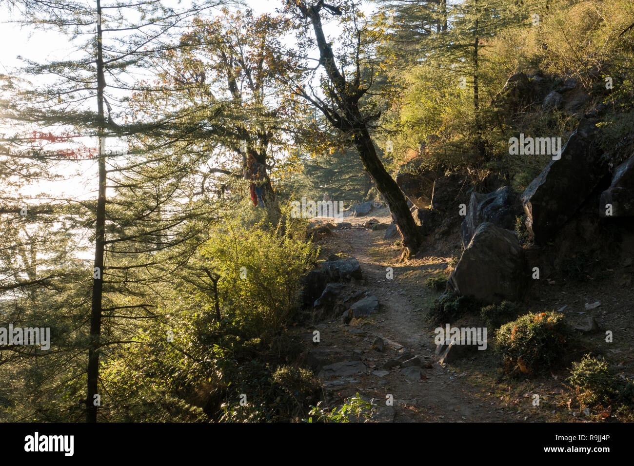 Sentiero attraverso la foresta in Dharamkot, Himachal Pradesh, India Foto Stock
