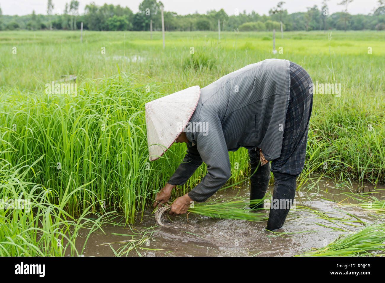 Asia gli agricoltori si sono ritirate le pianticelle di riso. piantagione del riso stagione essere preparati per la semina. Foto Stock