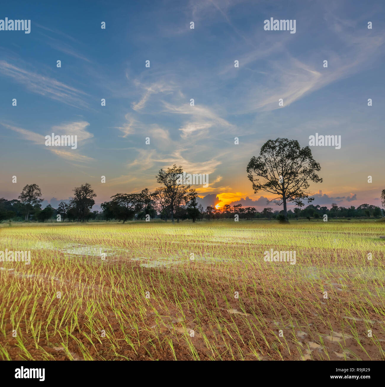 Silhouette astratta del tramonto con l'agricoltore pratiche, un antico metodo, plantation, verde risone campo con bellissimo cielo cloud in Tha Foto Stock