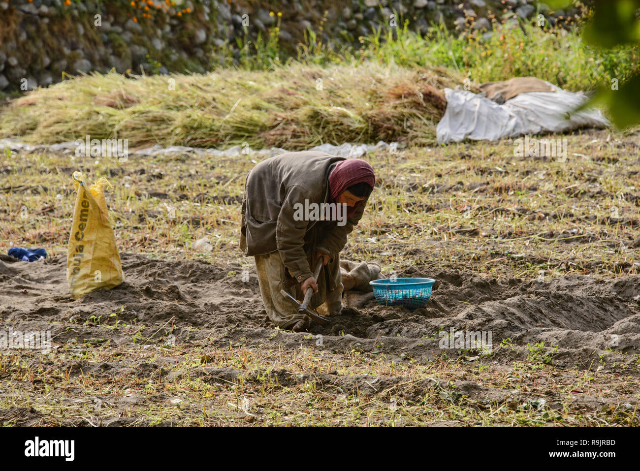 Raccolto di grano saraceno in il Balti villaggio di Turtuk, Valle di Nubra, Ladakh, India Foto Stock