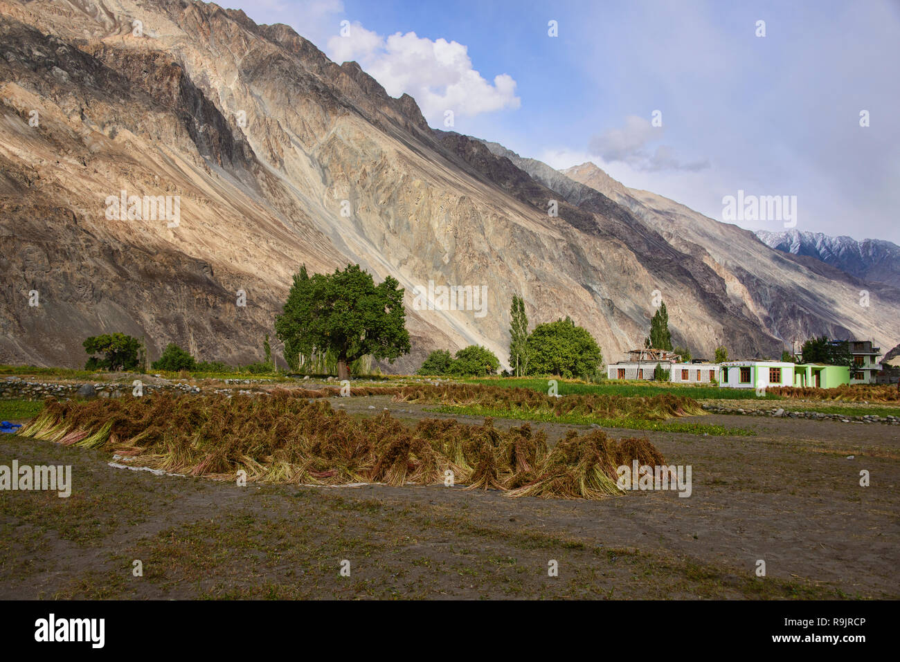 L'autunno raccolto di grano saraceno in il Balti villaggio di Turtuk, Valle di Nubra, Ladakh, India Foto Stock