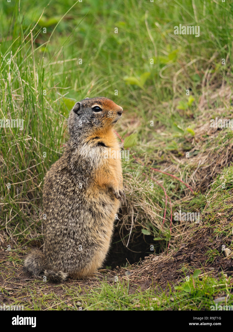 Columbian scoiattolo di terra - Urocitellus columbianus - Spermophile de Columbia. Canadian Wildlife in Alberta Foto Stock