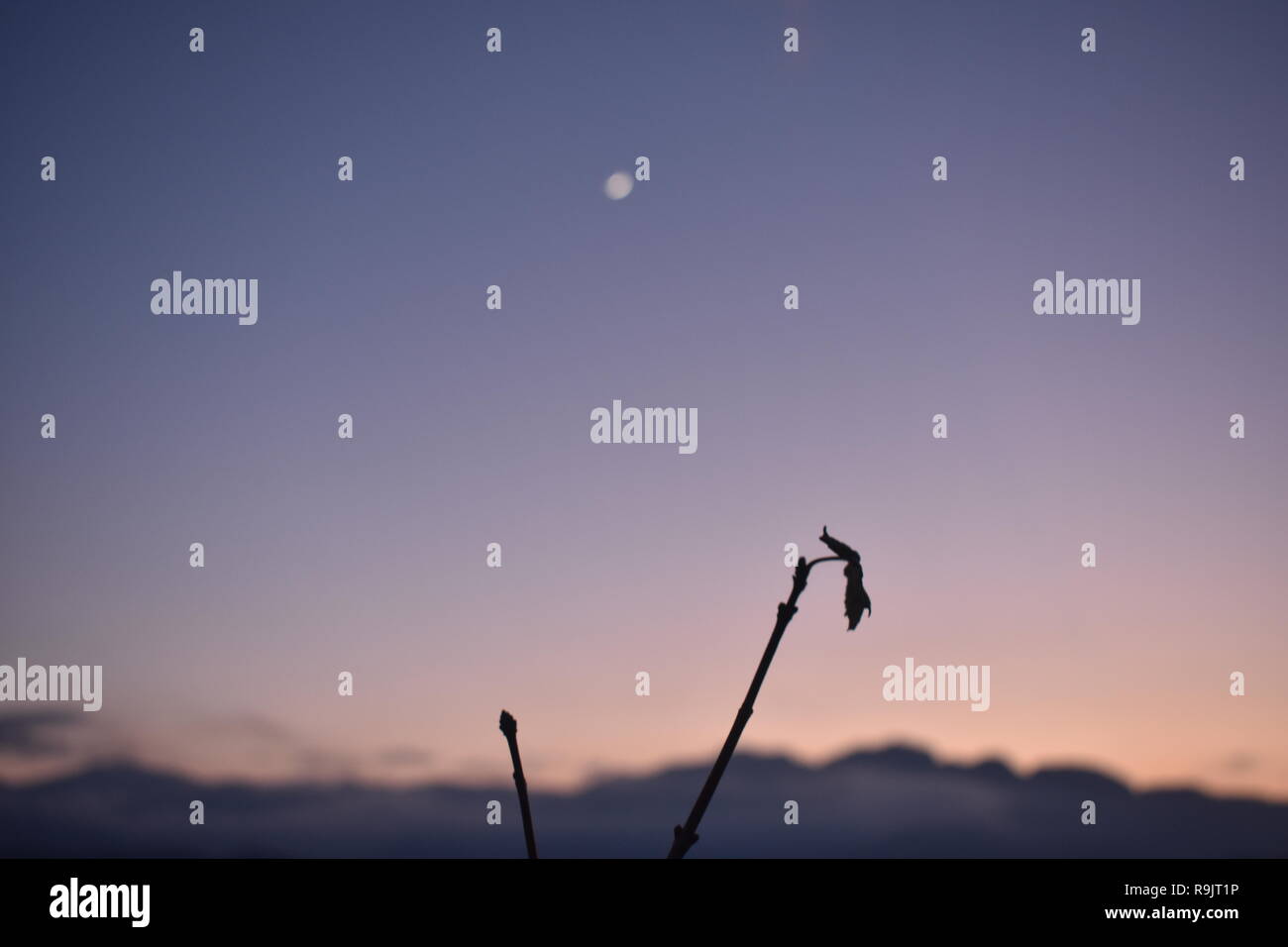 Ultima foglia al tramonto Foto Stock